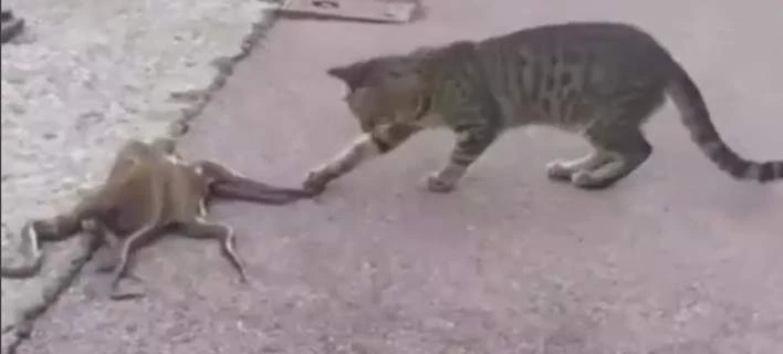 Γάτα κυνηγάει χταπόδι -Του δαγκώνει ένα πλοκάμι, αλλά αυτό δείτε τι κάνει (βίντεο)